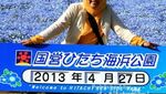 Hamparan Karpet Bunga di Jepang, Cantik Banget!