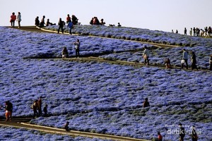 Hamparan Karpet Bunga di Jepang, Cantik Banget!