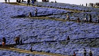 Taman Zigzag hamparan Nemophila