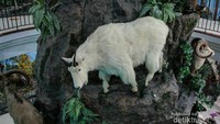 Kambing Gunung yang ditata seperti di habitat aslinya.