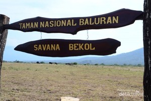 Harga Lengkap dari Fasilitas Taman Nasional Baluran