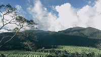 Persawahan Terasering. Desa Golo Loni. Kec. Rana Mese. Kab. Manggarai Timur. Flores. NTT