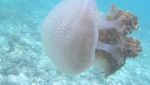 Hati-hati dengan 7 Hewan Ini Saat Snorkeling atau Diving