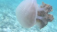 Ubur-ubur (sumber: aureliaauritapintar.blogspot.com)