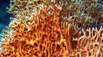 Hati-hati dengan 7 Hewan Ini Saat Snorkeling atau Diving