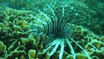 Hati-hati dengan 7 Hewan Ini Saat Snorkeling atau Diving