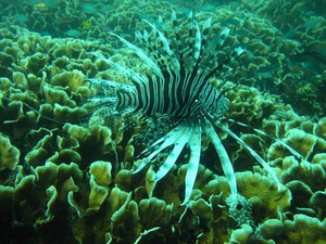 Hati-hati dengan 7 Hewan Ini Saat Snorkeling atau Diving