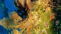 Tanaman laut di dermaga Arborek