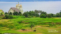 Hamparan sawah yang menguning di tepi Danau Toba.