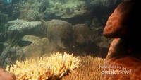 Keindahan biota bawah laut