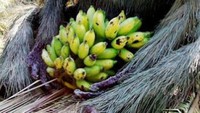 Dari daun cemara jadilah orangutan