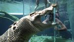 Hii! Berenang dengan Buaya di Darwin