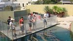 Hii! Berenang dengan Buaya di Darwin