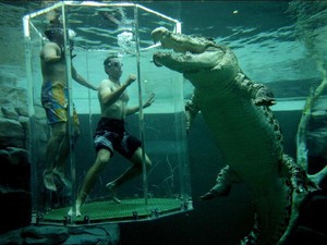Hii! Berenang dengan Buaya di Darwin