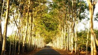 Jalan menuju Paltuding