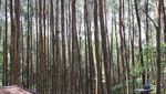 Hijaunya Hutan Pinus Mangunan Bikin Tenang
