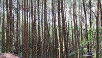 Berjajarnya pohon pinus