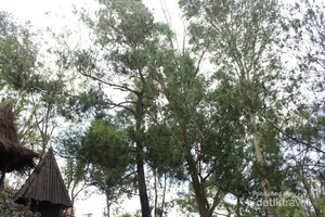 Hijaunya Hutan Pinus Mangunan Bikin Tenang