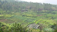 Pemandangan saat hiking di dalam komplek candi