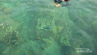 Banyak ikan nemo