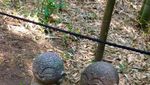 Hutan Bambu Arashiyama Pas untuk Liburan Romantis