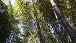 Hutan Bambu Arashiyama Pas untuk Liburan Romantis