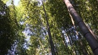 Betuk batang pohon bambu Arashiyama