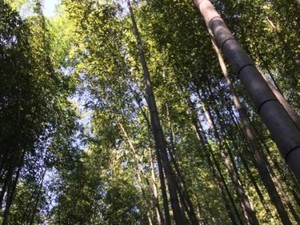 Hutan Bambu Arashiyama Pas untuk Liburan Romantis