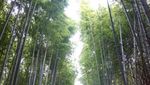 Hutan Bambu yang Instagramable di Kyoto