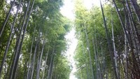 Berada di Arashiyama Bamboo Grove sangat damai dengan lindungan pohon bambu di kanan kiri