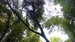 Hutan Bambu yang Instagramable di Kyoto
