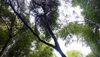 Suasana sejuk tercipta disini karena pohon bambu yang tinggi menjulang
