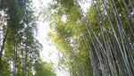 Hutan Bambu yang Instagramable di Kyoto