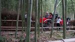 Hutan Bambu yang Instagramable di Kyoto