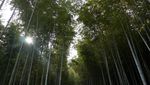 Hutan Bambu yang Instagramable di Kyoto