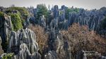 Hutan Batu di Kunming dan Legenda di Balik Keindahannya