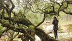 Hutan Bonsai yang Unik di Timur Indonesia