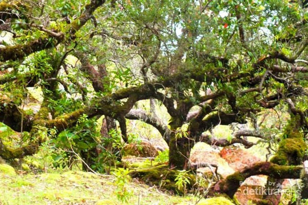  Hutan  Bonsai yang Unik  di Timur Indonesia