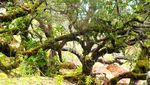 Hutan Bonsai yang Unik di Timur Indonesia