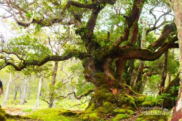 Pohon bonsai ditempat ini berumur sekitar ratusan tahun.