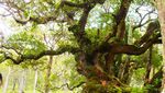 Hutan Bonsai yang Unik di Timur Indonesia