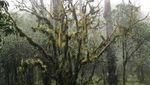 Hutan Bonsai yang Unik di Timur Indonesia