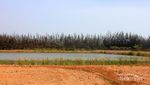 Hutan di Eropa? Bukan, Ini di Pulau Bangka