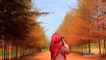 Hutan di Eropa? Bukan, Ini di Pulau Bangka
