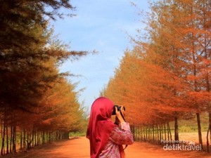 Hutan di Eropa? Bukan, Ini di Pulau Bangka