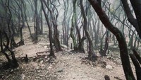 Hutan Cantigi yang eksotis