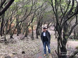Hutan Instagramble di Jawa Barat