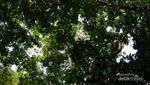 Hutan Kota, Tempat Ngadem di Babakan Siliwangi