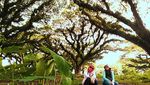 Hutan Lord of The Ring Ada di Banyuwangi