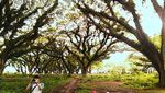 Hutan Lord of The Ring Ada di Banyuwangi